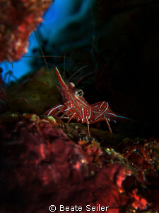 Durban Hinge-Beak Shrimp at El Quadim, taken with Canon G... by Beate Seiler 